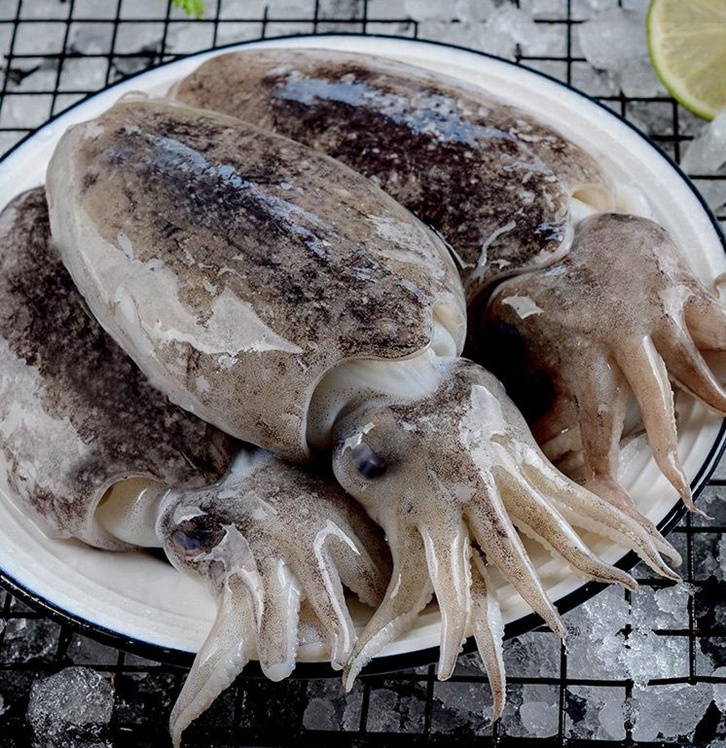 摩洛哥冷凍墨魚進口報關費用 摩洛哥冷凍墨魚進口報關費用