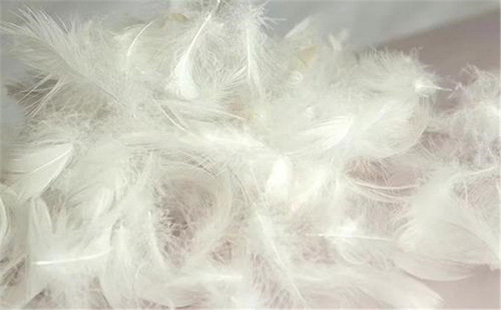 鵝毛進(jìn)口報關(guān)