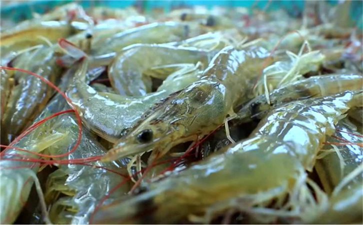 越南水產(chǎn)品進口報關