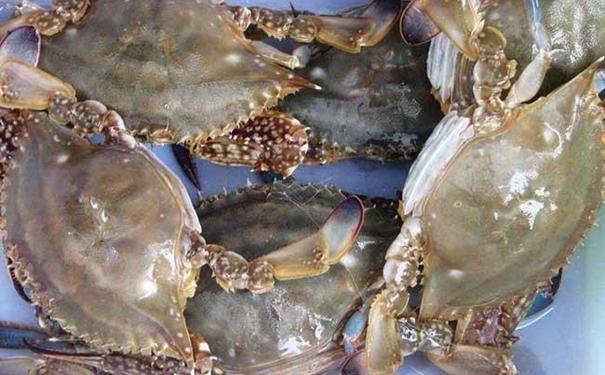 加拿大冷凍梭子蟹進口清關 加拿大冷凍梭子蟹進口清關的注意事項.jpg