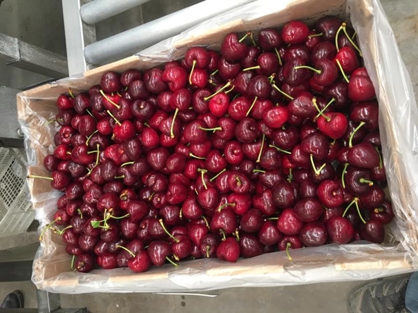 上海進口車厘子清關代理 上海進口車厘子清關代理