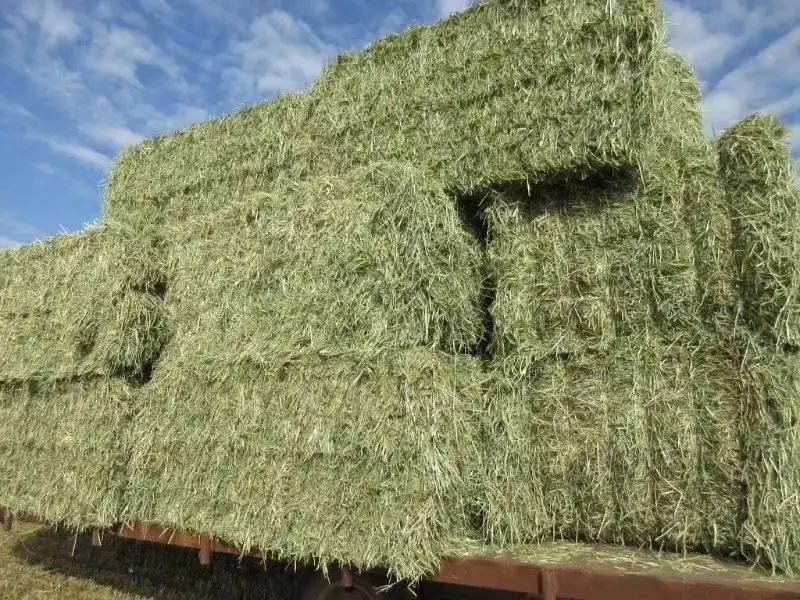 1652870373784806.png 大連苜蓿草進口清關.png